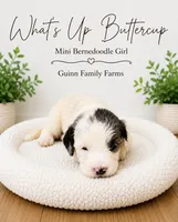 What’s Up Buttercup , a female Bernedoodle and Miniature Bernedoodle for sale in Haslet, TX – 4 of 6