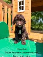 Chocolate Coco Puff, a female Goldendoodle and English Goldendoodle for sale in Haslet, TX – 3 of 4
