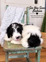 See You Soon Baboon, a female Bernedoodle and Miniature Bernedoodle for sale in Haslet, TX – 3 of 9