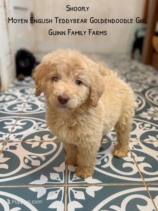 Shoofly  – Goldendoodle puppy for sale in Haslet, TX