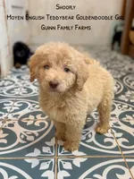 Shoofly , a female Goldendoodle for sale in Haslet, TX – 1 of 7