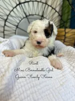 Rivet, a male Miniature Bernedoodle for sale in Haslet, TX – 2 of 6
