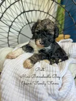 Bolt, a male Miniature Bernedoodle for sale in Haslet, TX – 2 of 5
