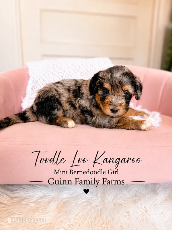 Tootle Loo Kangaroo – Bernedoodle, Miniature Bernedoodle puppy for sale in Haslet, TX