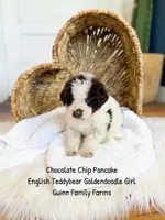 Chocolate Chip Pancake , a female Goldendoodle and English Goldendoodle for sale in Haslet, TX – 6 of 8