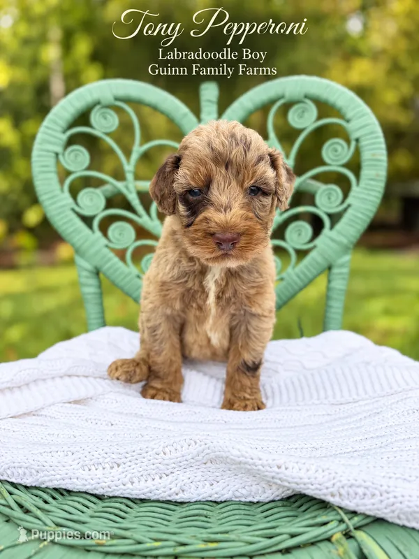Tony Pepperoni Red Merle  – Labradoodle puppy for sale in Haslet, TX