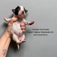 Chocolate Chip Pancake , a female Goldendoodle and English Goldendoodle for sale in Haslet, TX – 4 of 4