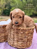 Turbo , a female Goldendoodle for sale in Haslet, TX – 2 of 5