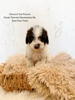 Chocolate Chip Pancake , a female Goldendoodle and English Goldendoodle for sale in Haslet, TX – 4 of 8
