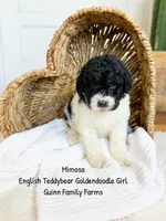 Mimosa English Teddybear Tri Color, a female Goldendoodle and English Goldendoodle for sale in Haslet, TX – 3 of 7
