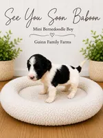 See You Soon Baboon, a female Bernedoodle and Miniature Bernedoodle for sale in Haslet, TX – 4 of 4