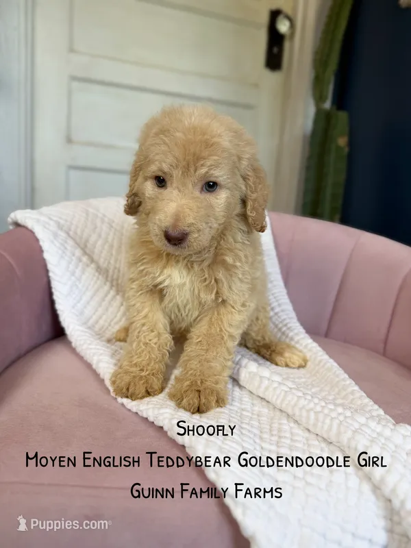 Shoofly – Goldendoodle puppy for sale in Haslet, TX