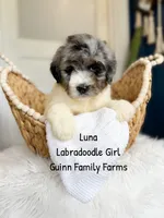 Luna, a female Labradoodle for sale in Haslet, TX – 3 of 9