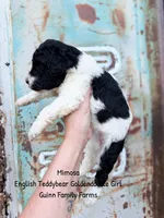 Mimosa English Teddybear Tri Color, a female Goldendoodle and English Goldendoodle for sale in Haslet, TX – 7 of 7