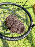 Chocolate Cocoa Puff, a female Goldendoodle and English Goldendoodle for sale in Haslet, TX – 3 of 7