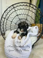 Bolt, a male Miniature Bernedoodle for sale in Haslet, TX – 4 of 5