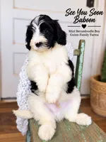 See You Soon Baboon, a female Bernedoodle and Miniature Bernedoodle for sale in Haslet, TX – 6 of 9