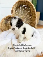 Chocolate Chip Pancake , a female Goldendoodle and English Goldendoodle for sale in Haslet, TX – 8 of 8