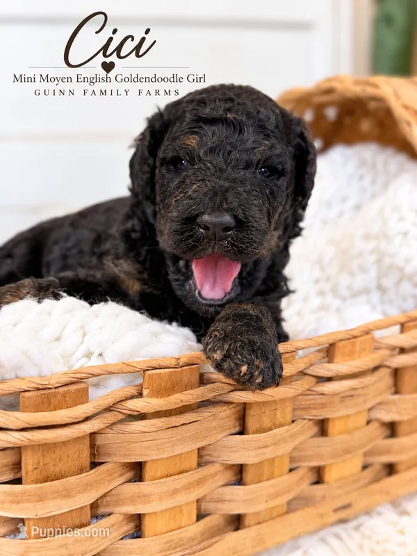 CiCi Phantom – English Goldendoodle, Miniature Goldendoodle puppy for sale in Haslet, TX