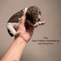 Gravy English Teddybear , a male Goldendoodle and English Goldendoodle for sale in Haslet, TX – 3 of 4