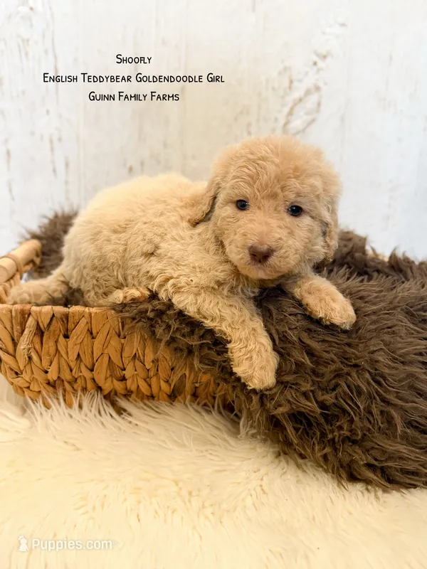 Shoofly – Goldendoodle puppy for sale in Haslet, TX