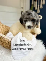 Luna, a female Labradoodle for sale in Haslet, TX – 4 of 9