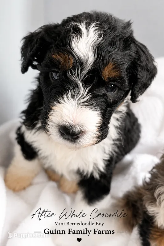 After While Crocodile  – Bernedoodle, Miniature Bernedoodle puppy for sale in Haslet, TX