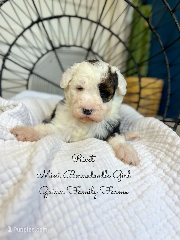 Rivet – Miniature Bernedoodle puppy for sale in Haslet, TX