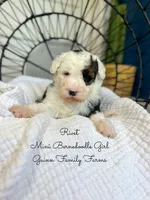Rivet, a male Miniature Bernedoodle for sale in Haslet, TX – 1 of 6
