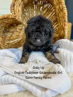 Giddy Up , a female Goldendoodle for sale in Haslet, TX – 5 of 5