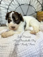 Jack Hammer , a male Miniature Bernedoodle for sale in Haslet, TX – 2 of 4