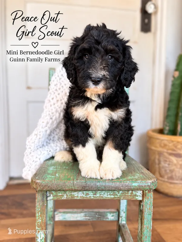 Peace Out Girl Scout  – Bernedoodle, Miniature Bernedoodle puppy for sale in Haslet, TX