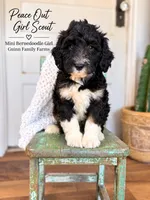 Peace Out Girl Scout , a female Bernedoodle and Miniature Bernedoodle for sale in Haslet, TX – 1 of 5