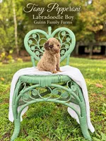 Tony Pepperoni Red Merle , a male Labradoodle for sale in Haslet, TX – 6 of 6
