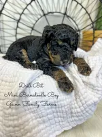Drill Bit , a male Miniature Bernedoodle for sale in Haslet, TX – 4 of 4