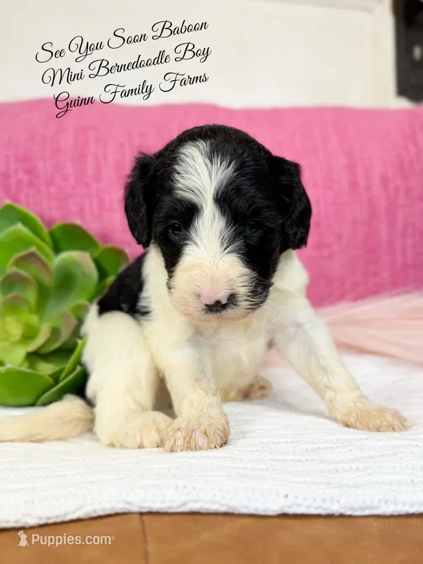 See You Soon Baboon – Bernedoodle, Miniature Bernedoodle puppy for sale in Haslet, TX
