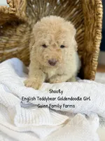 Shoofly, a female Goldendoodle for sale in Haslet, TX – 3 of 6