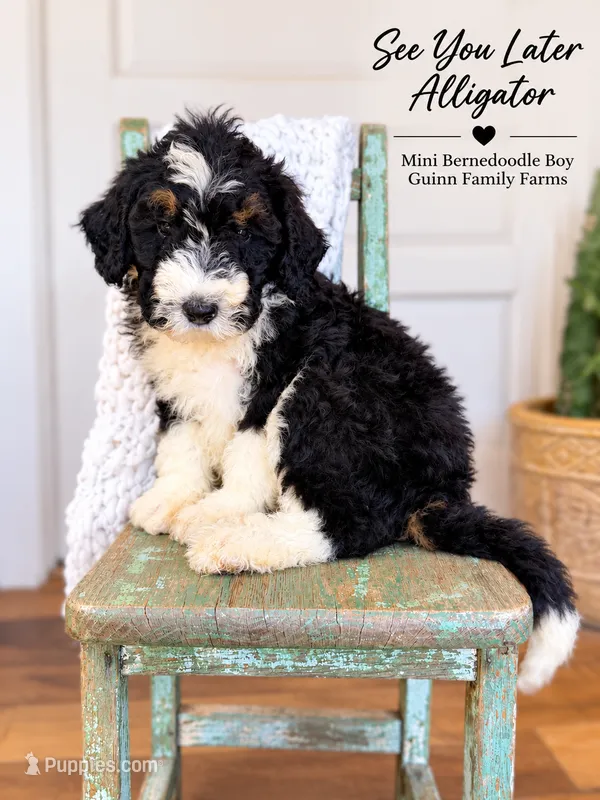 After While Crocodile  – Bernedoodle, Miniature Bernedoodle puppy for sale in Haslet, TX
