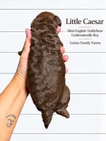Little Caesar Chocolate , a male English Goldendoodle and Miniature Goldendoodle for sale in Haslet, TX – 3 of 5