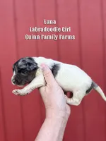 Luna, a female Labradoodle for sale in Haslet, TX – Photo 2 of 3