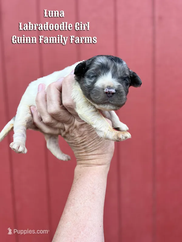 Luna – Labradoodle puppy for sale in Haslet, TX