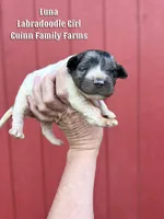 Luna, a female Labradoodle for sale in Haslet, TX – Photo 1 of 3