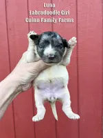 Luna, a female Labradoodle for sale in Haslet, TX – Photo 3 of 3