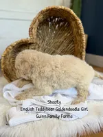 Shoofly, a female Goldendoodle for sale in Haslet, TX – 6 of 6