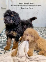 Chuck Wagon, a male Goldendoodle for sale in Haslet, TX – 8 of 9