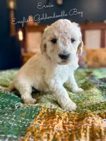 Ernie English Teddybear , a female Goldendoodle and English Goldendoodle for sale in Haslet, TX – Photo 2 of 4