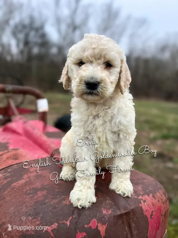 Ernie English Teddybear  – Goldendoodle, English Goldendoodle puppy for sale in Haslet, TX