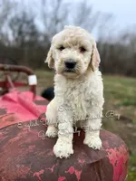 Ernie English Teddybear , a male Goldendoodle and English Goldendoodle for sale in Haslet, TX – Photo 2 of 5