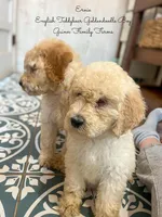 Ernie English Teddybear , a male Goldendoodle and English Goldendoodle for sale in Haslet, TX – Photo 5 of 8