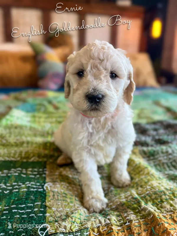 Ernie English Teddybear , a female Goldendoodle and English Goldendoodle for sale in Haslet, TX – Photo 1 of 4